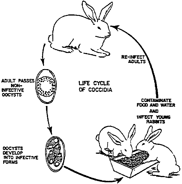 Hasil gambar untuk life cycle of rabbit